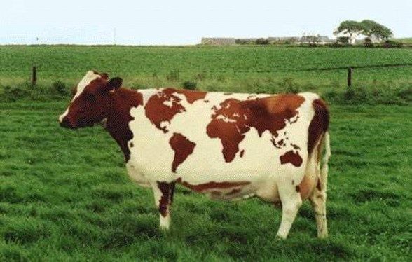 gebe inegin sutu neden tehlikeli