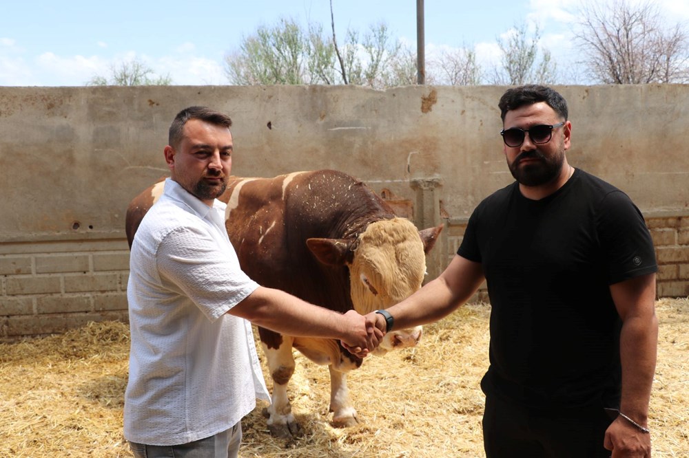 Şampiyon boğa 'Poyraz', 540 bin TL'ye alıcısını buldu: 1,5 ton ağırlığında - 4