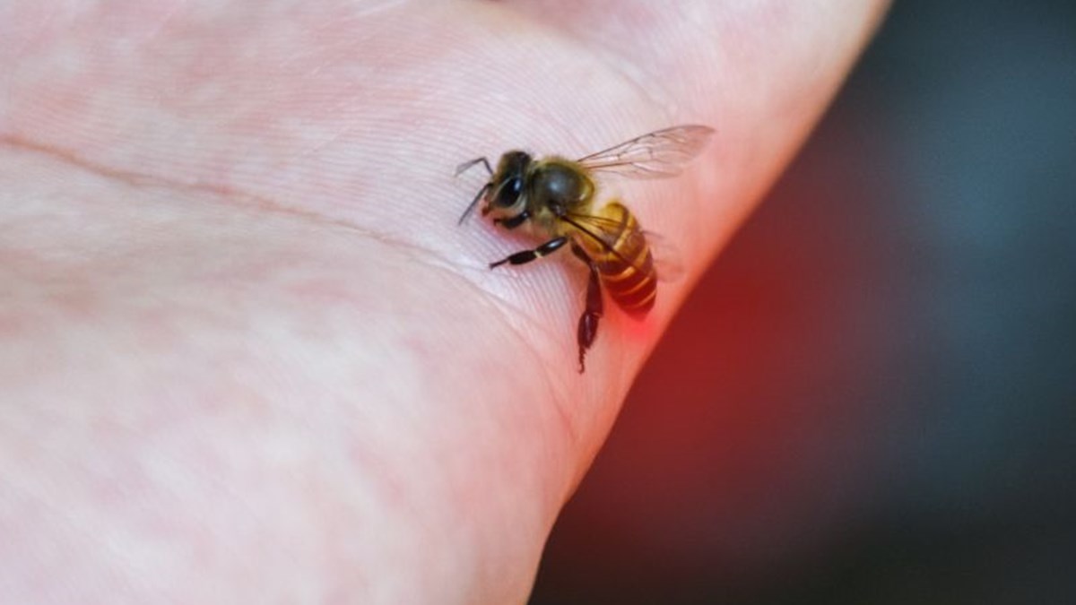 Esek Arisinin Soktugu Kadin Hayatini Kaybetti Ntv