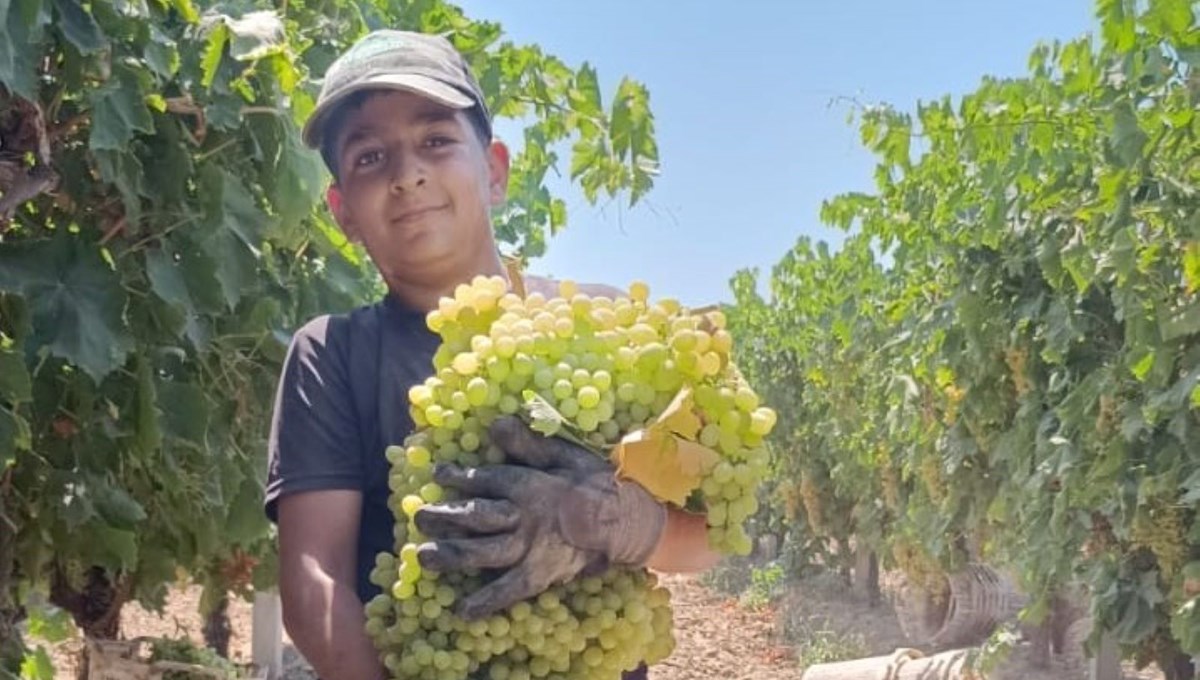 7 kilo 250 gramlık dev üzüm salkımı