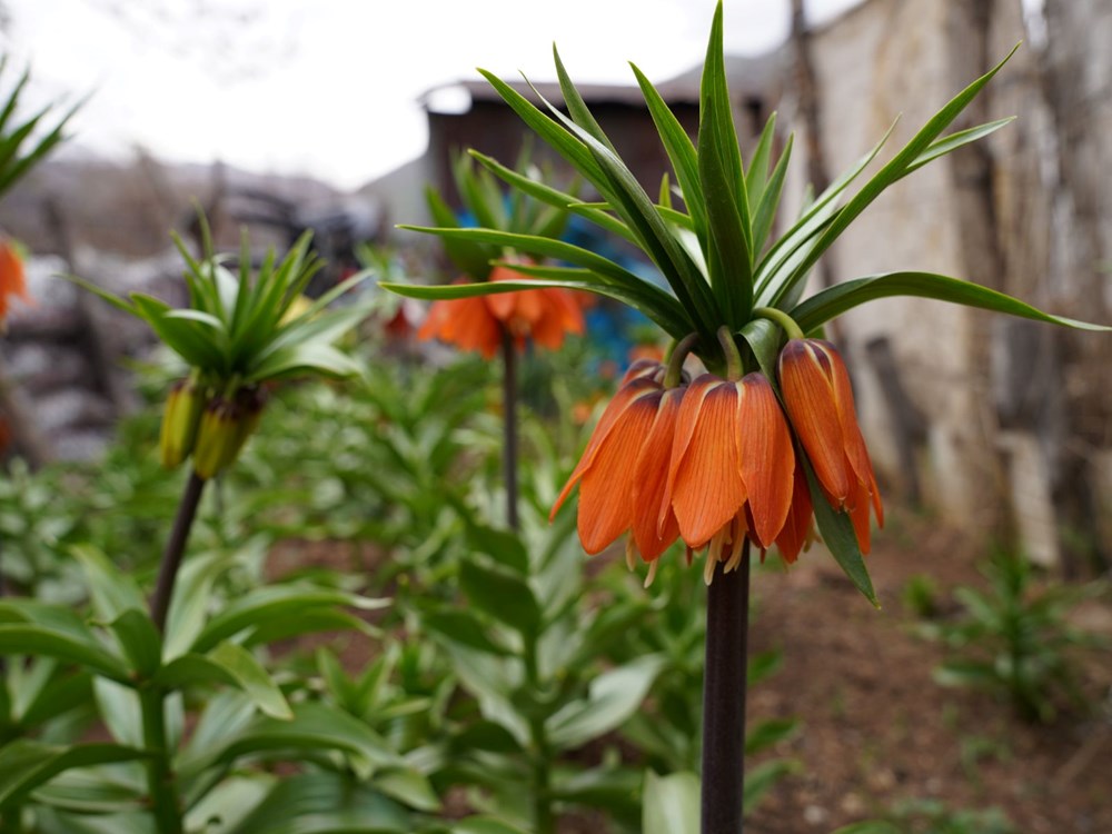 20 Günde Ölüm: Orkide Sökmenin Bedeli 244 Bin Lira 76