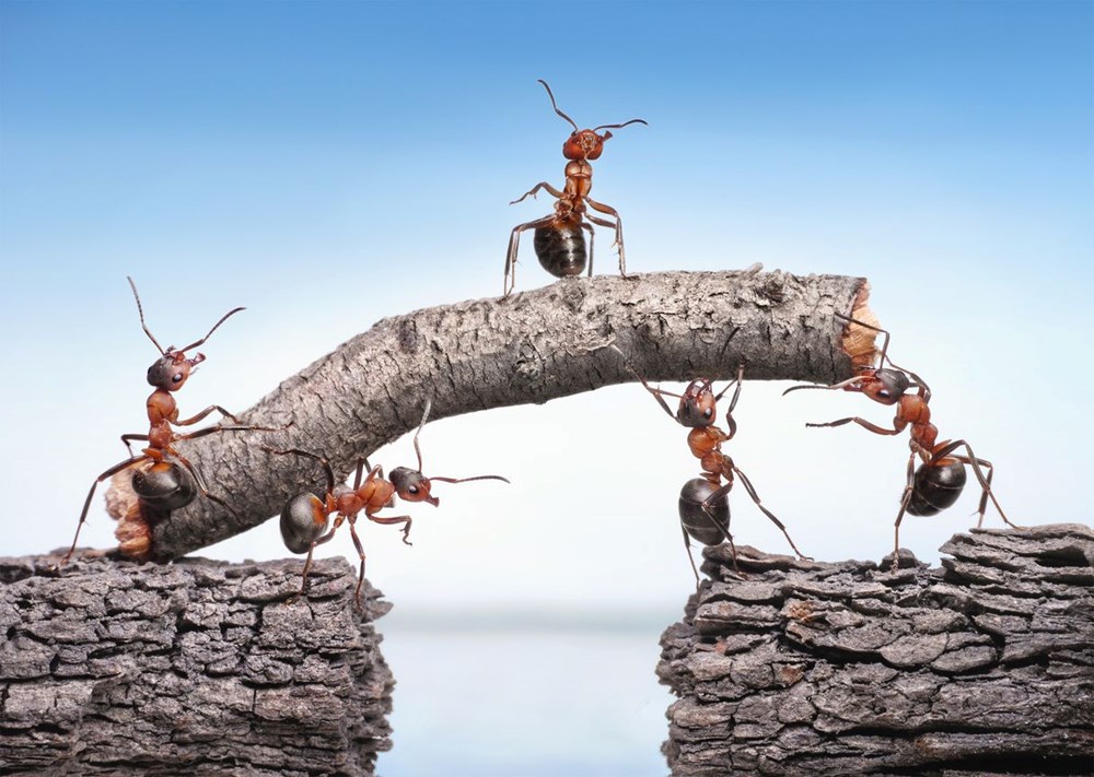 Bilim insanları açıkladı: Dünyada kaç tane karınca var? - 2