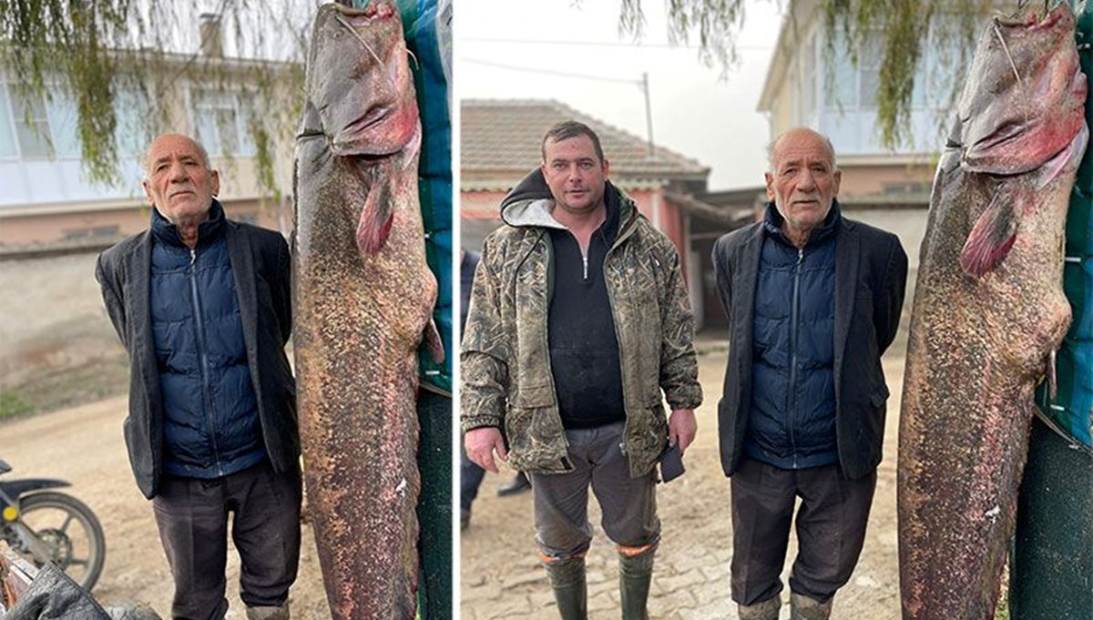 Meriç Nehri'nde dev yayın balığı yakalandı Meriç Nehri'nde dev yayın balığı yakalandı