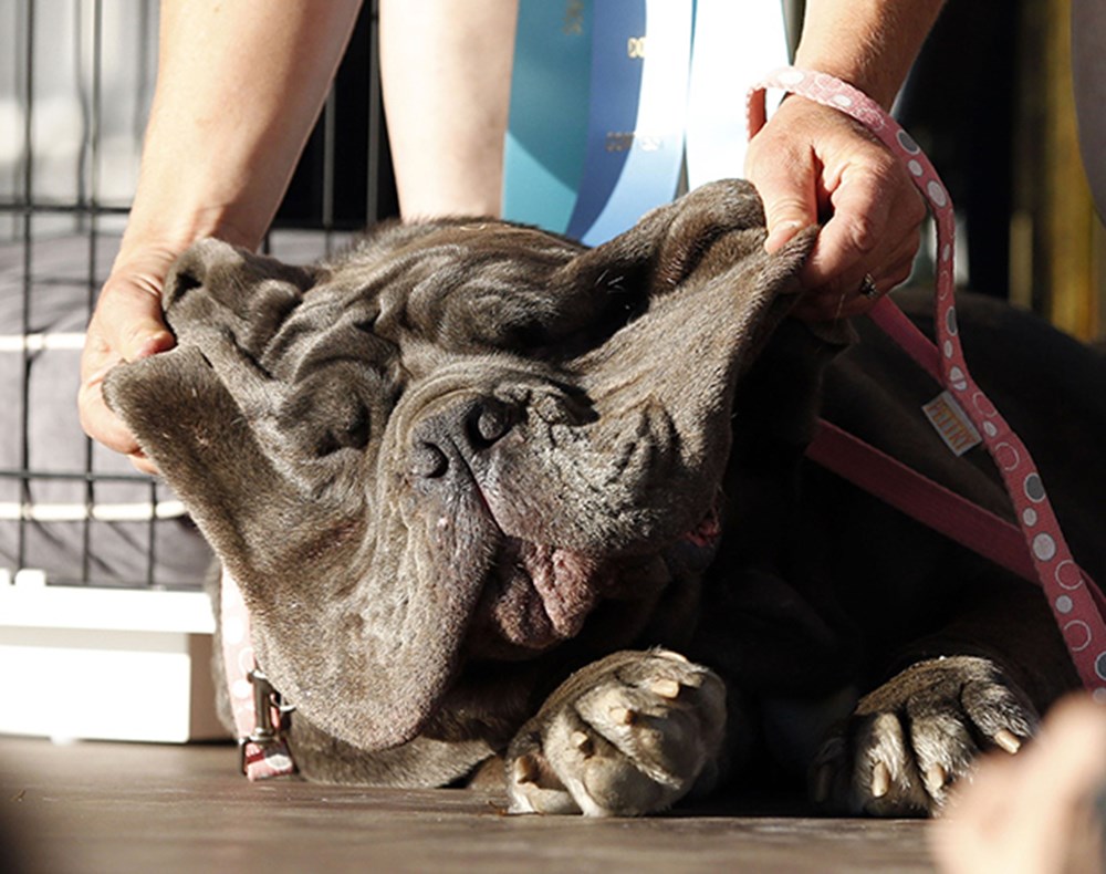 Dünyanın en "çirkin" köpeği seçildi Magazin Haberleri NTV
