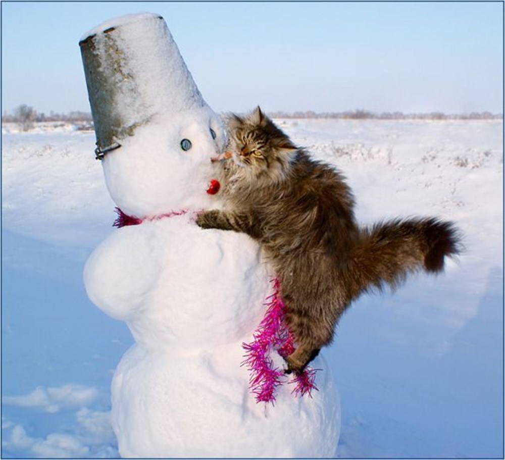 Прикольное начало. Кот Снеговик. Кот радуется снегу. Веселая зима. Смешной кот в снегу.