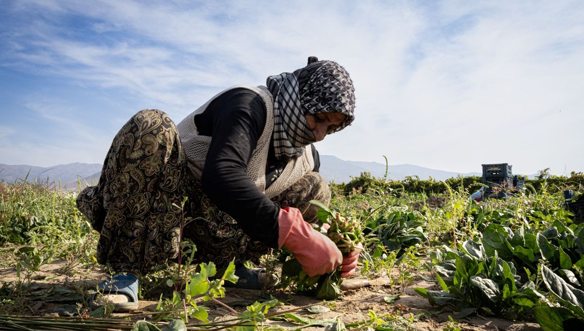 Havalar soğuyunca tezgahlarda yerini aldı! Bağışıklığı güçlendirip virüslere savaş açıyor, kilosu 40-50 TL arasında değişiyor