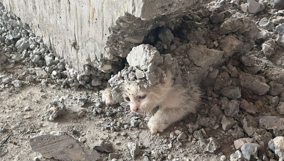 İnşaata giren yavru kedinin üzerine beton döküldü