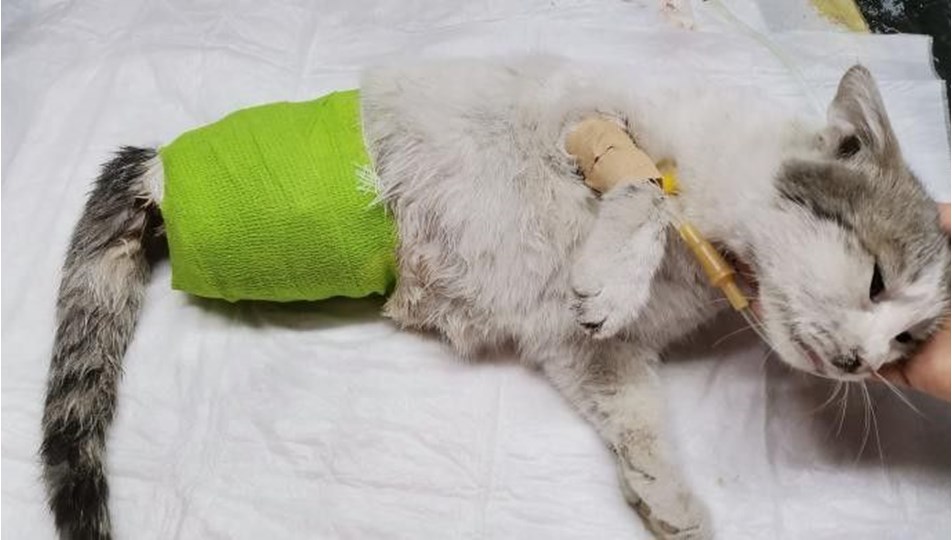 Diyarbakır’da patileri kesilen kedi kurtarılamadı
