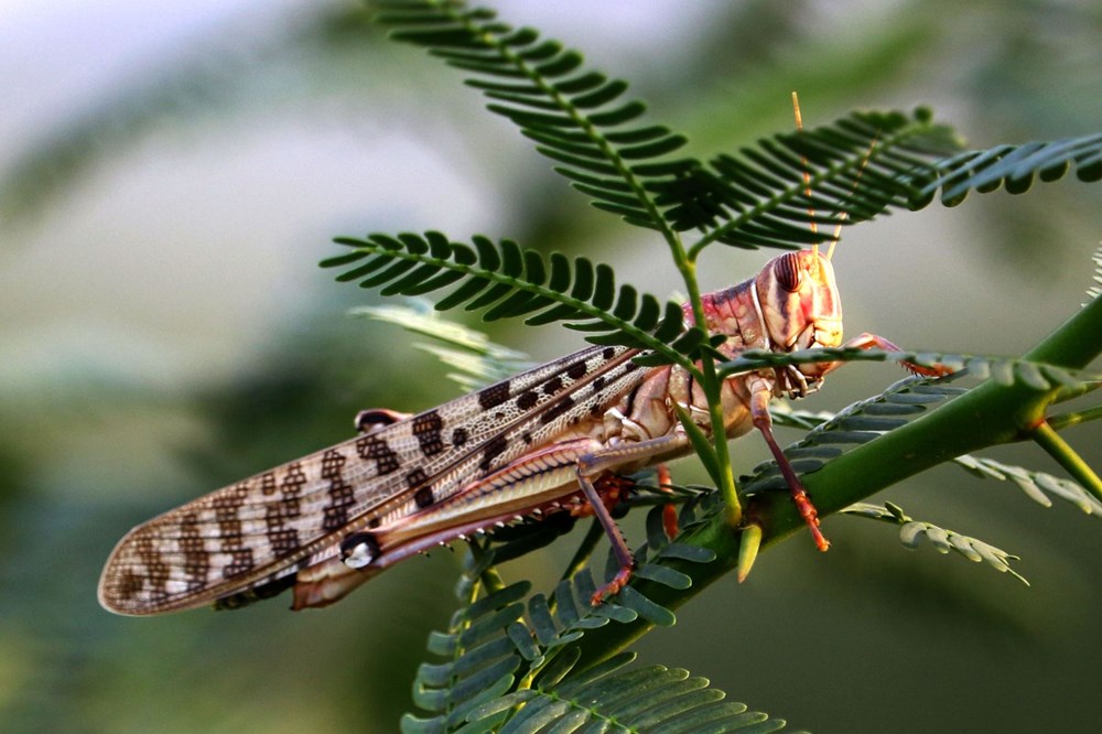 İstilacı çekirgeler ilerlemeye devam ediyor - 2