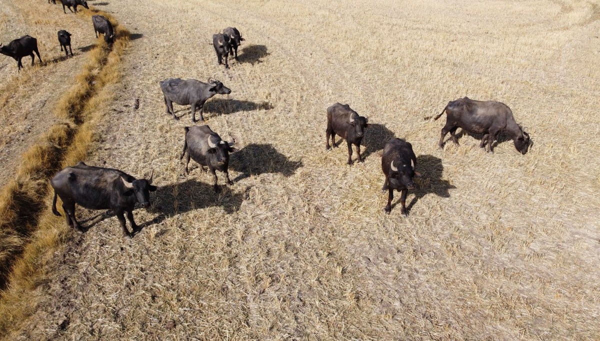 Sütüyle şifa kaynağı, üreticinin gözdesi: Yoğurdu ve kaymağının lezzetini herkes biliniyor