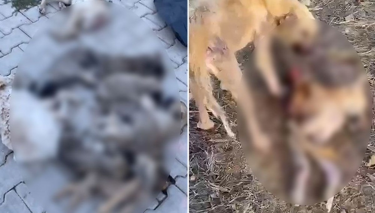 Dinar Belediyesi'nde köpeklerin ölümüne ilişkin inceleme