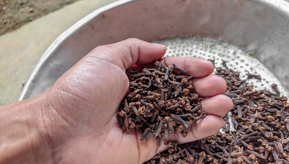 Her gün bir karanfil çiğnerseniz ne olur? Şaşırtıcı özellikleri var Her gün bir karanfil çiğnerseniz ne olur? Şaşırtıcı özellikleri var