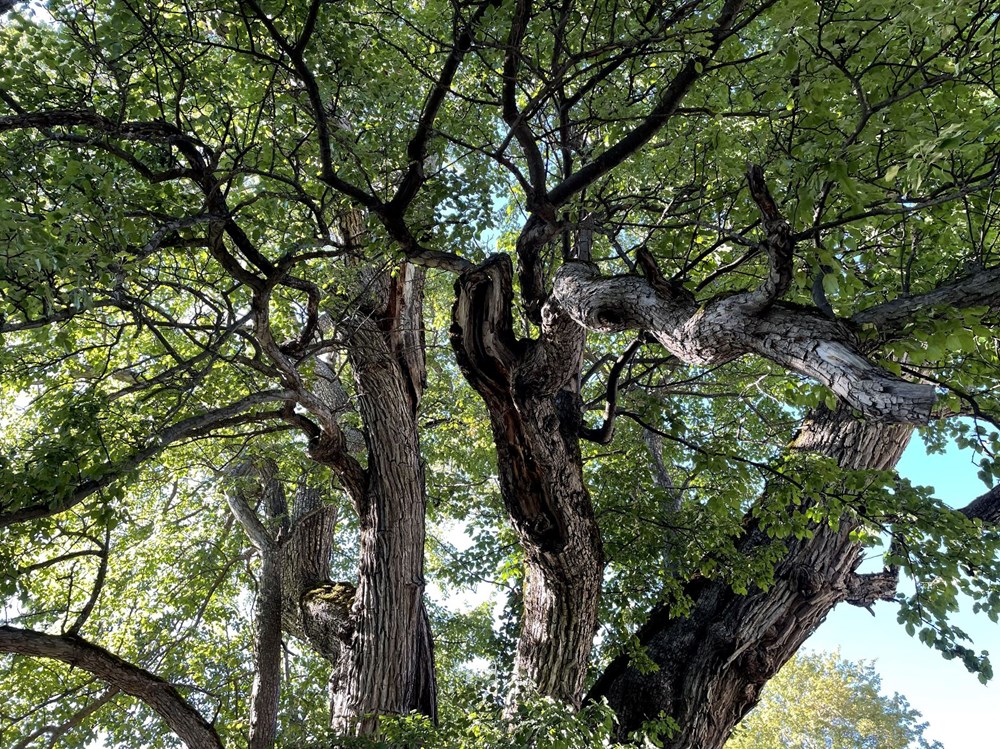Dünyanın en yaşlı armut ağacı: 1100 yıldır meyve veriyor - 3