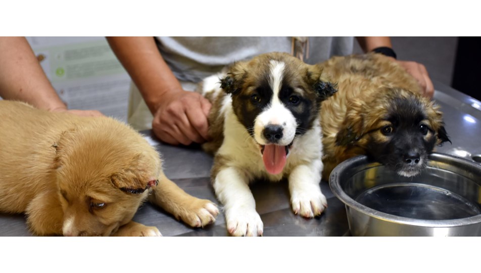 Kulakları kesilen köpek yavruları koruma altına alındı NTV