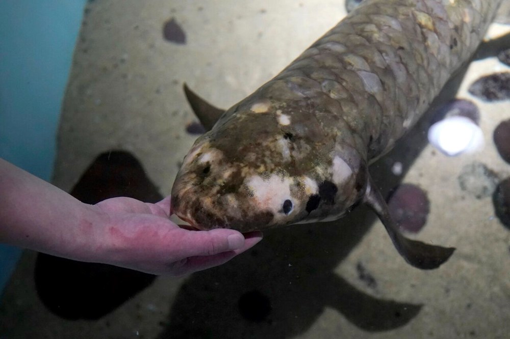 Dünyanın en yaşlı akvaryum balığı belirlendi: Metuşelah - 3
