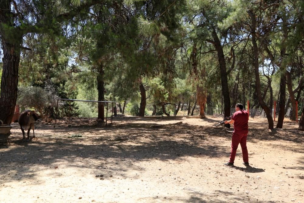 Kurban Bayramı yaklaştı, kurban yakalama timi tatbikat yaptı - 4