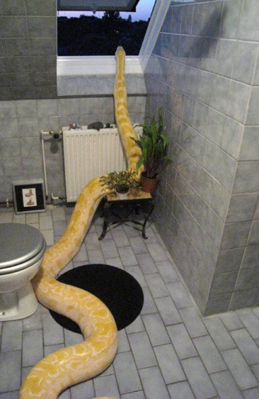Увидеть змею дома. Домашние змеи. Змея в доме. Домашний питон. Питон змеи домашние.