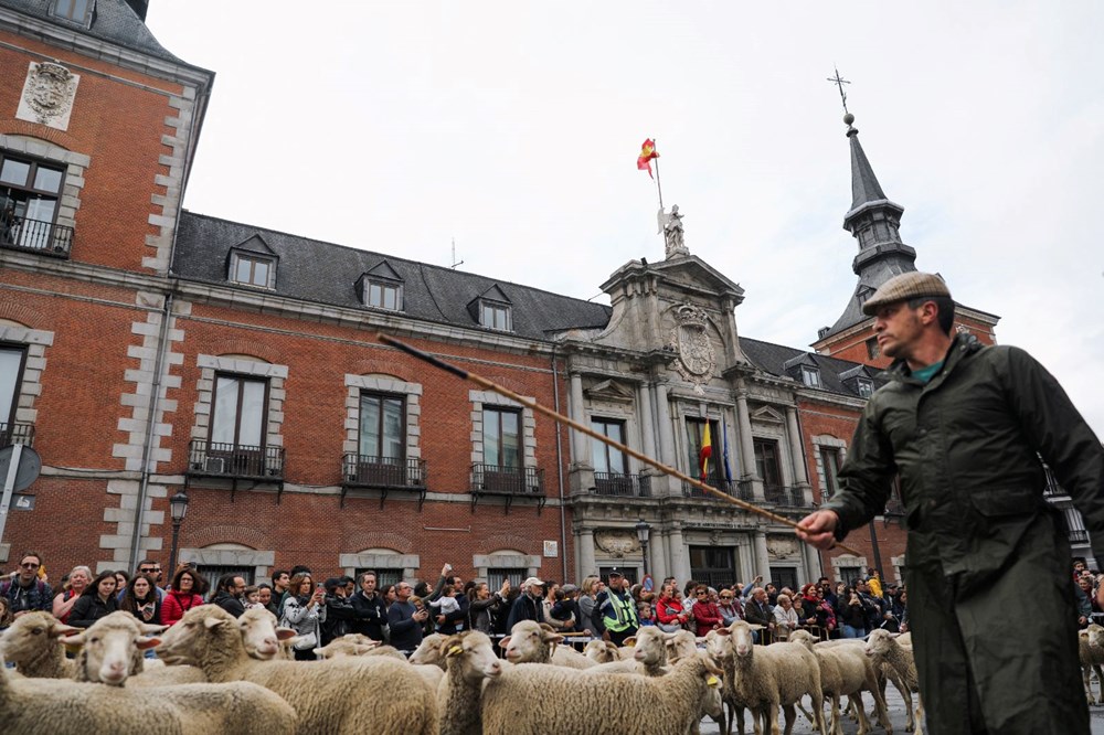 Madrid'de koyunlar şehre indi - 6