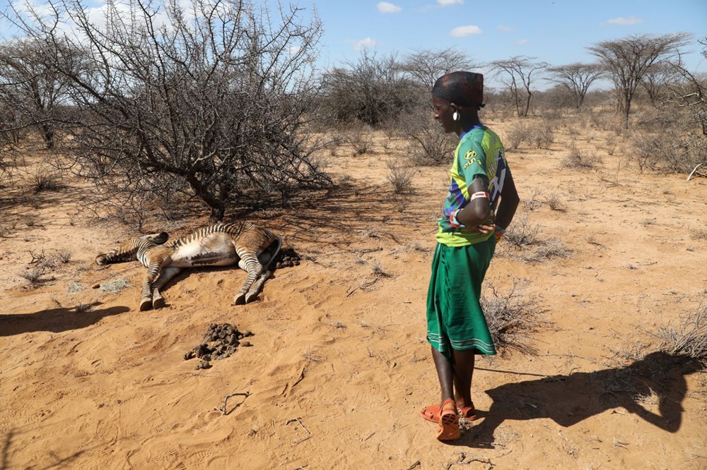 Kenya'da son 40 yılın en şiddetli kuraklığı: Nesli tükenmekte olan hayvanlar art arda ölüyor - 13