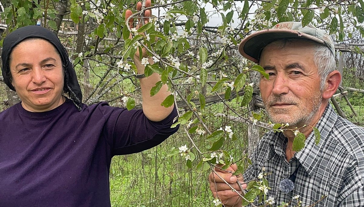 Bartın'da ağaçlar bir yılda ikinci kez çiçek açtı