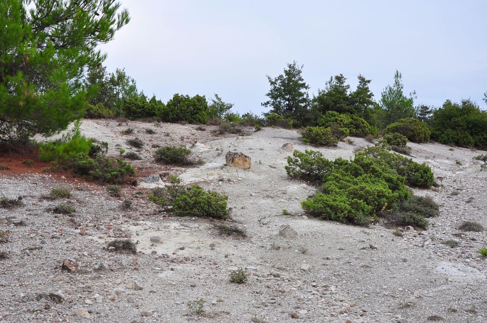 21 milyon yıllık fosil ağaç ormanı tehlikede - 5