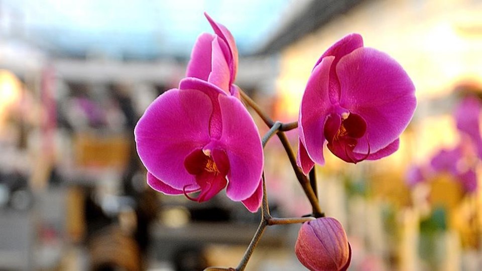 Orkideye 1 yılda yüzde 100 zam - 2