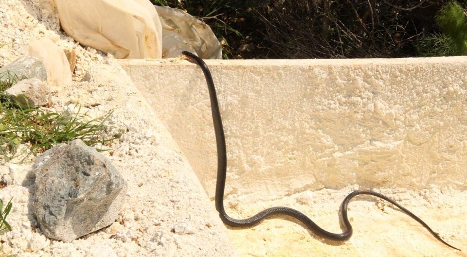 Kuşadası'nda görülen siyah yılanlar endişe yarattı: Kesinlikle öldürmeyin - 1