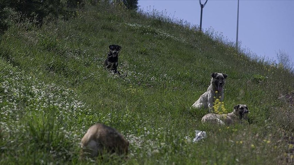 Sahipsiz köpek düzenlemesi: Teklif Genel Kurul'dan geçerek yasalaştı - 8