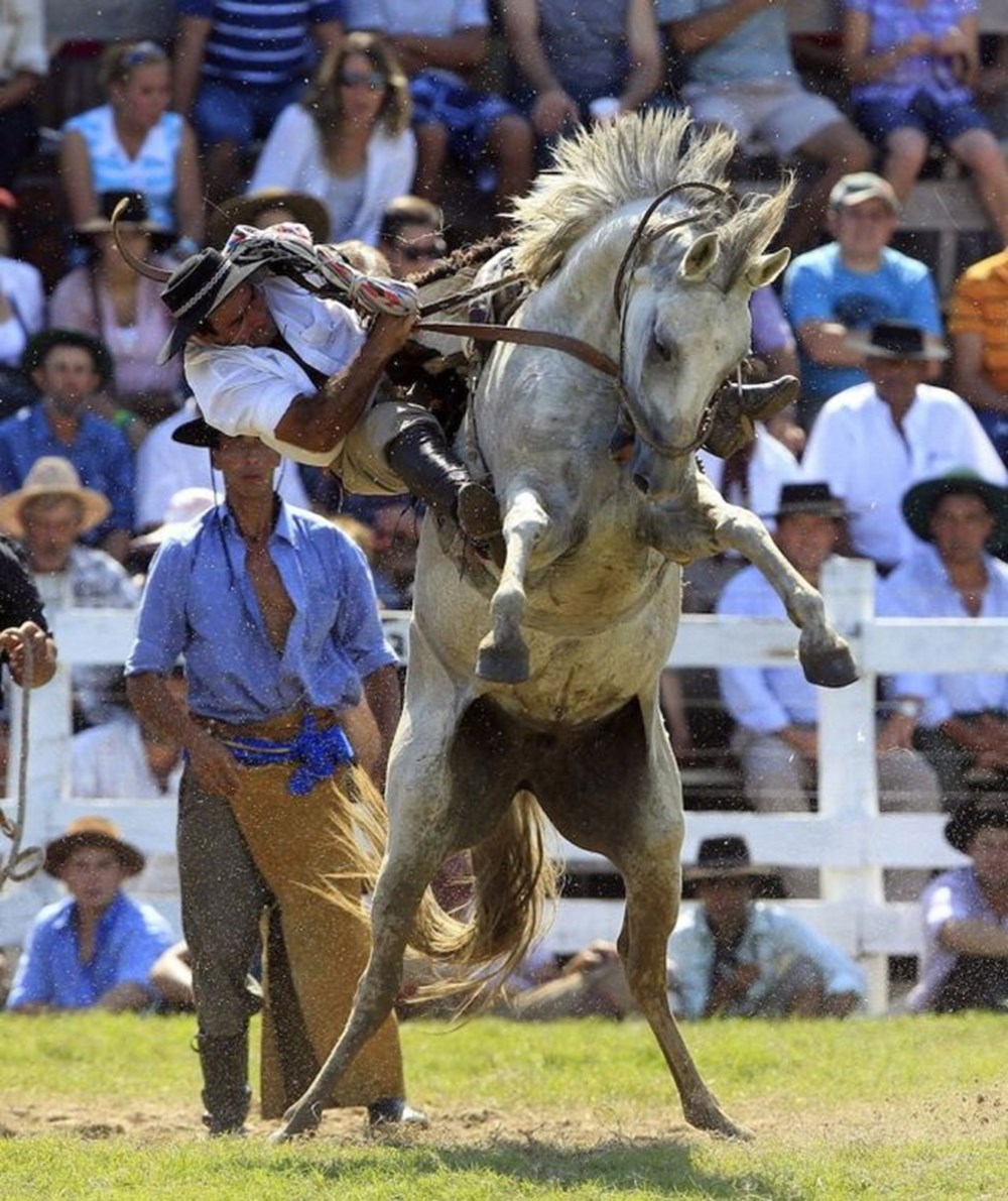 Всадник падает с лошади. Укрощение дикой лошади. Укрощение дикой лошади. Гаучо на родео. Необъезженный конь 4.