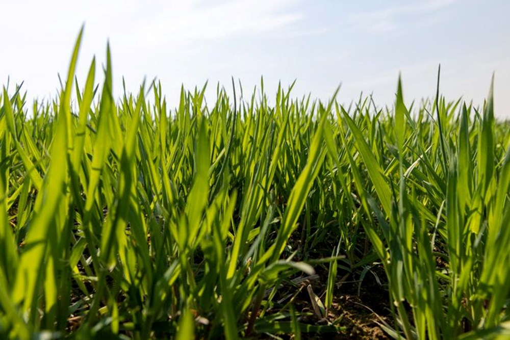 D�nyada "Ye�il G��" olarak biliniyor!