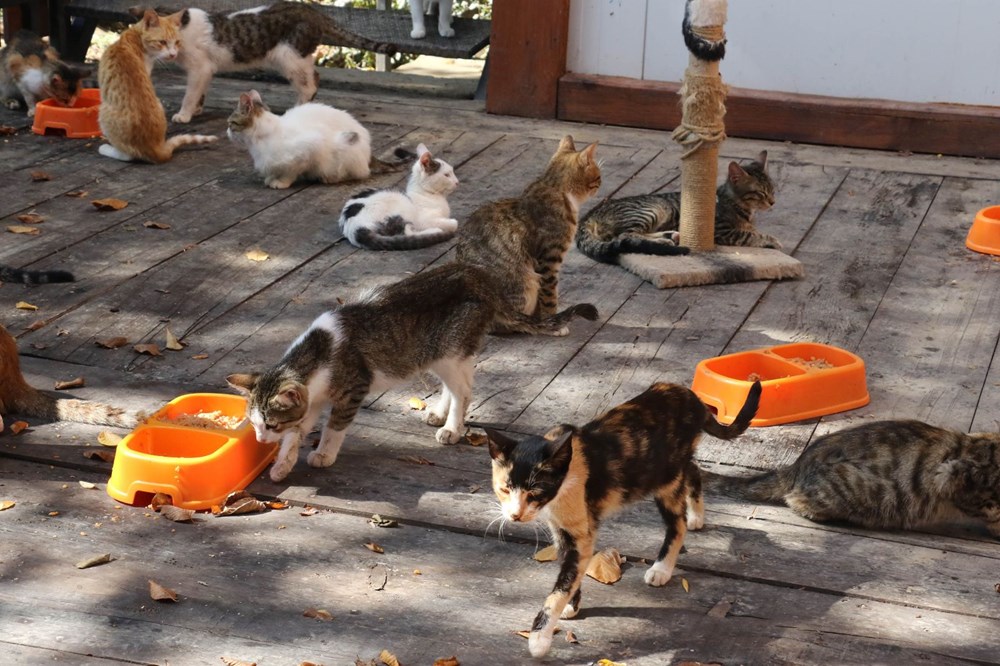 Kediler Mozart�ın Türk Marşı ile yemek yiyor (Kedi Kasabası) Magazin