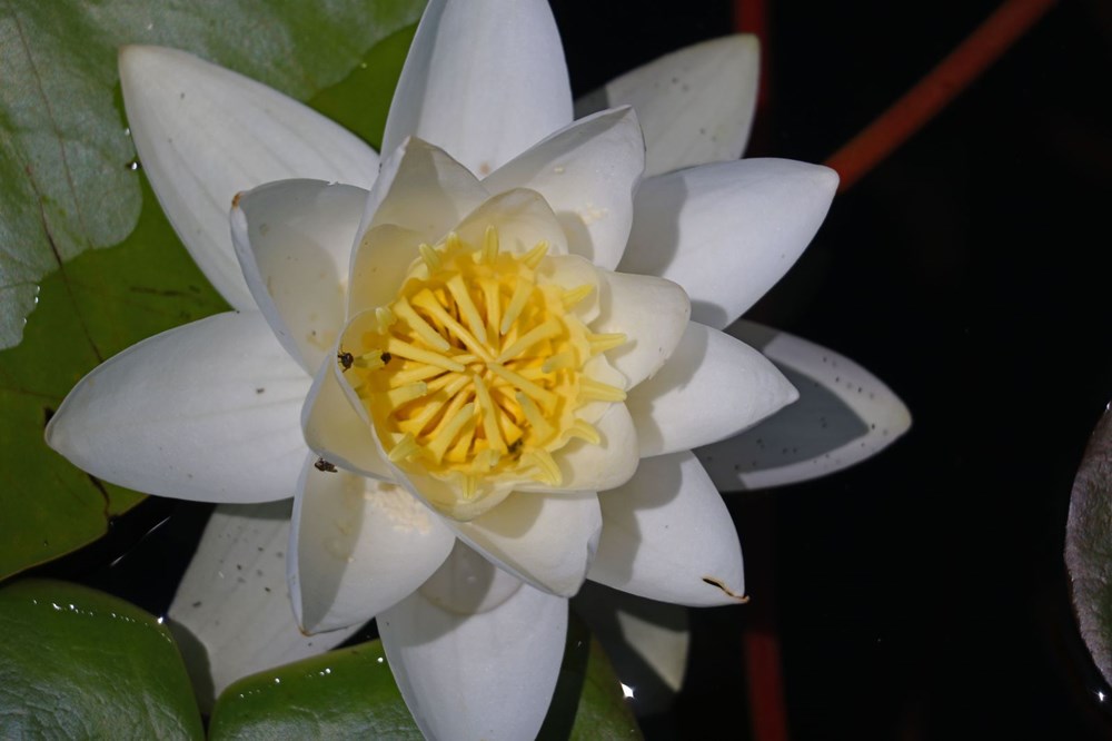 Türkiye'nin en büyük nilüfer bahçesi: Beyşehir Gölü - 15