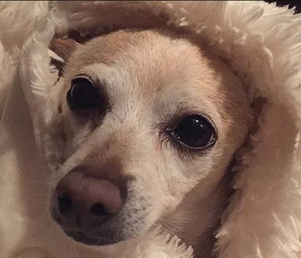 Guinness duyurdu: Dünyanın yaşayan en yaşlı köpeği - 3