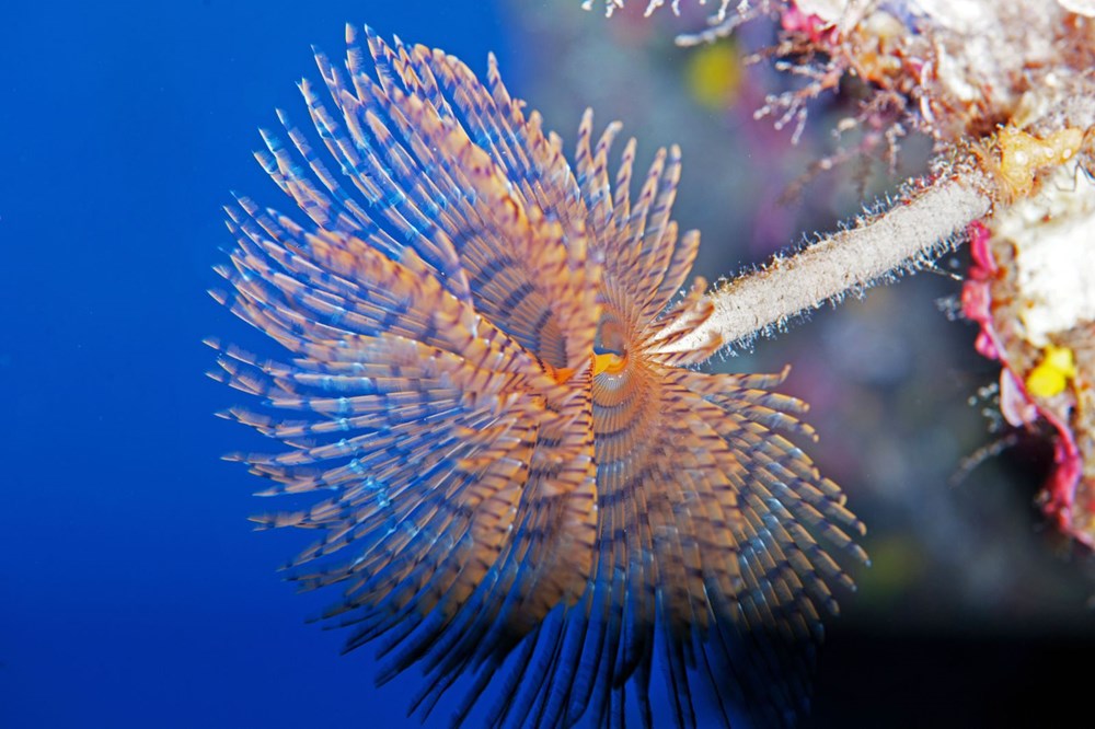The hidden and colorful world of the Mediterranean - 18