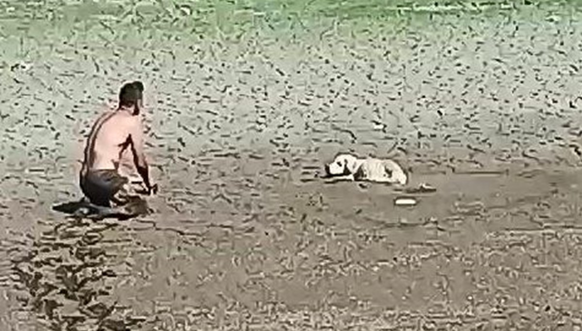 Sazlıdere Barajı'nda bataklığa saplanan köpek böyle kurtarıldı Sazlıdere Barajı'nda bataklığa saplanan köpek böyle kurtarıldı
