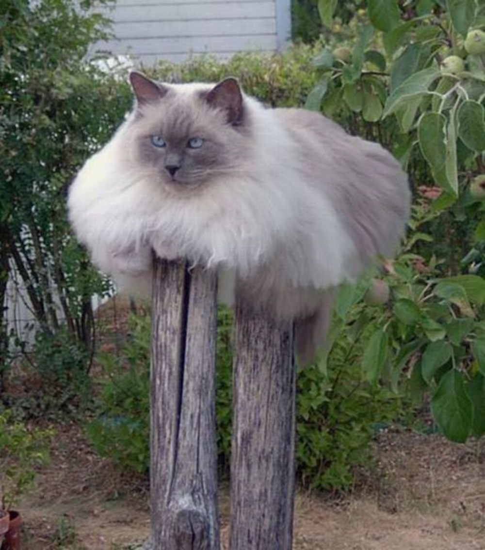 Дворянские кошки