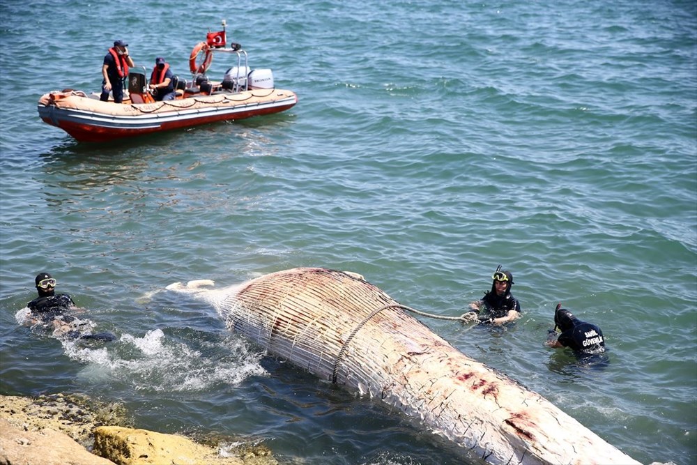 Mersin sahiline 14 metre oluklu beyaz balina vurdu - 8