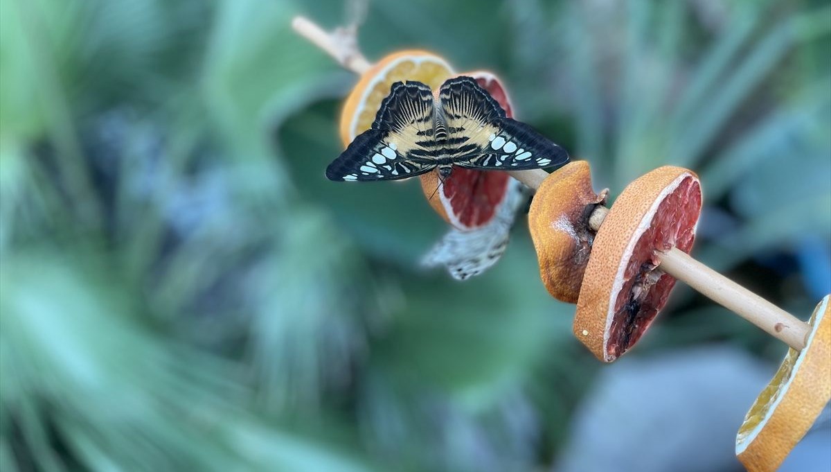 Dondurucu soğuklarda Tropikal Kelebek Bahçesi ziyaretçisinin içini ısıtıyor