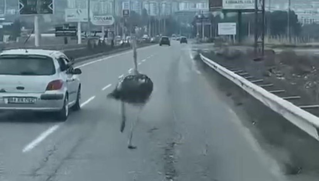 Trafikte deve kuşu şaşkınlığı