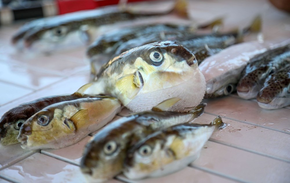 Denizlerde “ölümcül balık”la mücadele sürüyor | Siyanürden daha tehlikeli türün 100 bini avlandı - 2