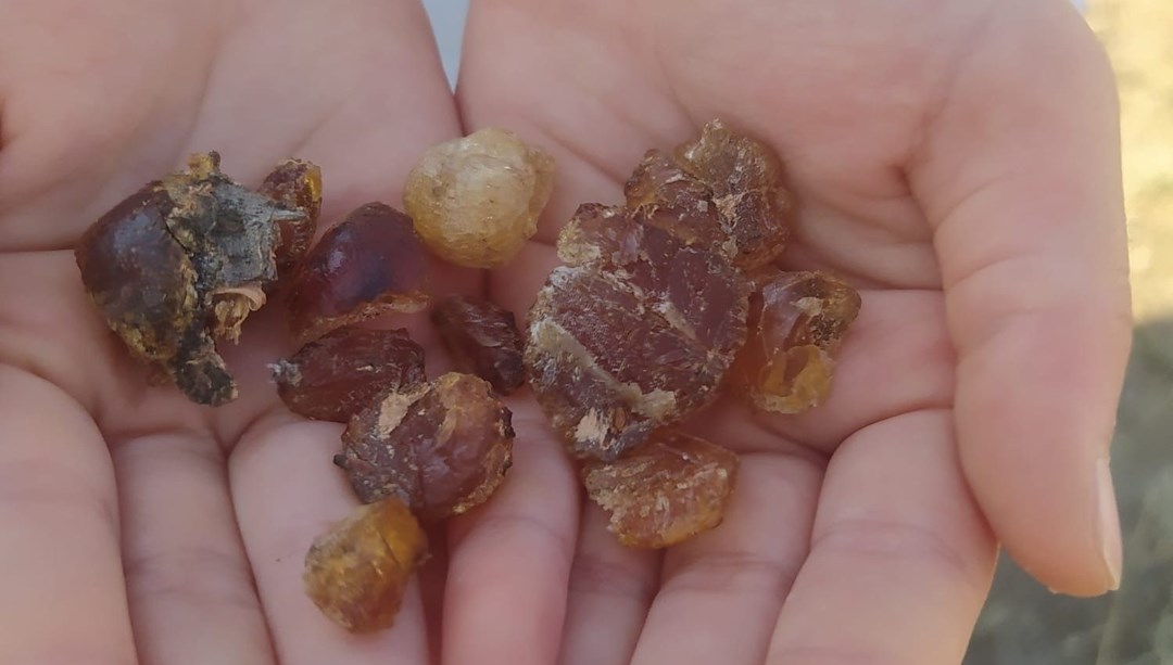 Bölge halkı tarafından ''şifa kaynağı'' olarak tanımlanıyor