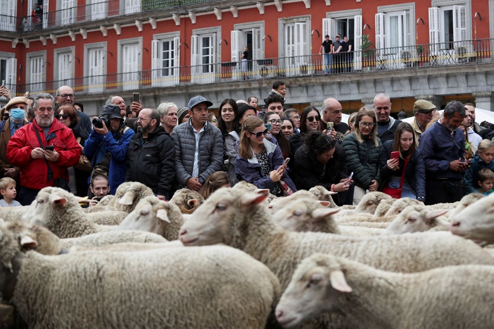 Madrid'de koyunlar şehre indi - 9