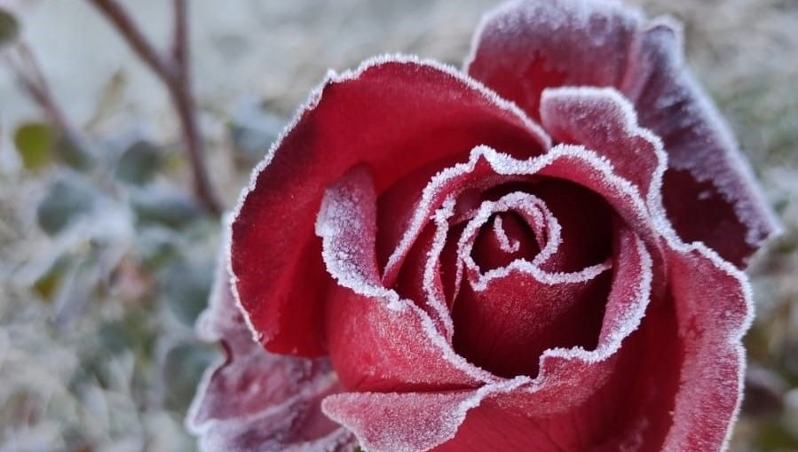 Batman'da kırağı etkisi görsel şölen oluşturdu