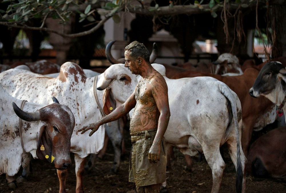 Hindistan’da halk corona virüse karşı vücutlarına inek dışkısı sürmeye başladı: Doktorlardan 