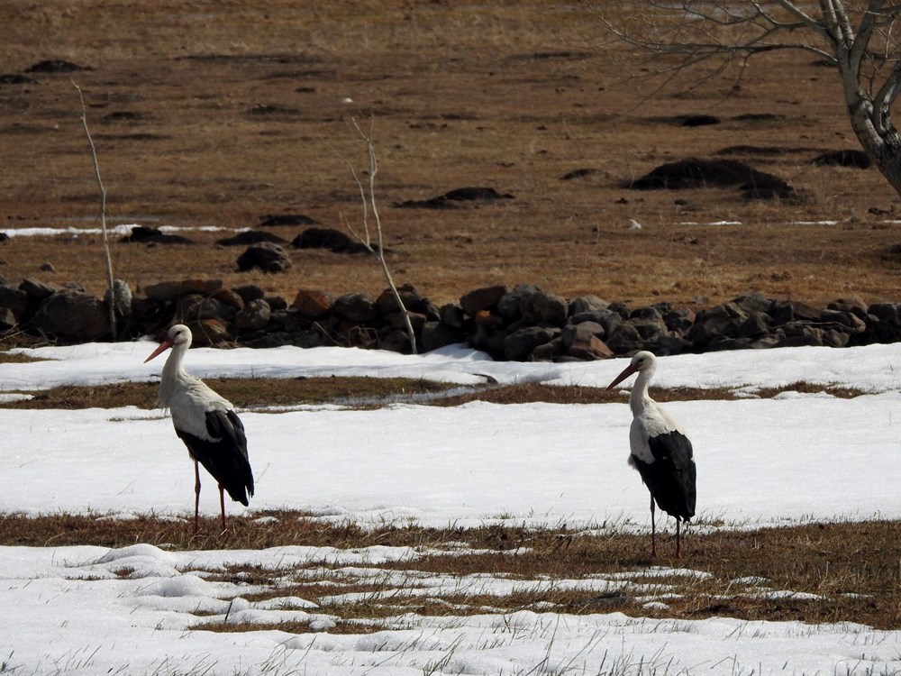 Baharın müjdecisi leylekler karla kaplı Ardahan'da - 4