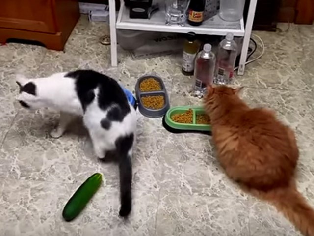 kediler salataliktan neden korkuyor