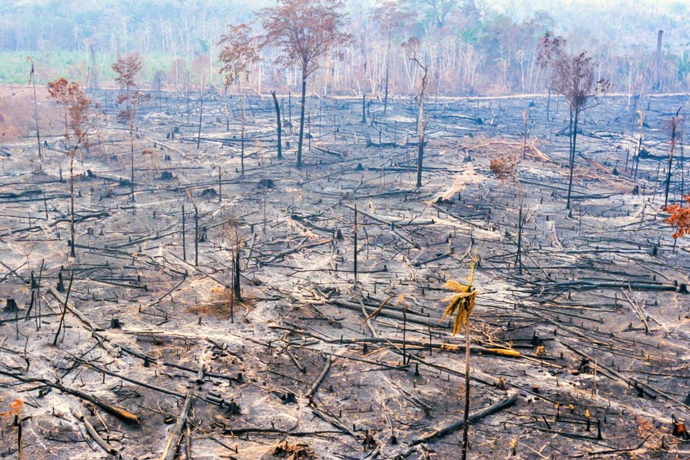 Küresel ısınma ve orman yangınları arasında nasıl bir ilişki var? - 23
