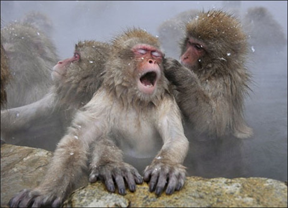 Soğuk hava-sıcak su maymunları ‘maymun etti’ - 4