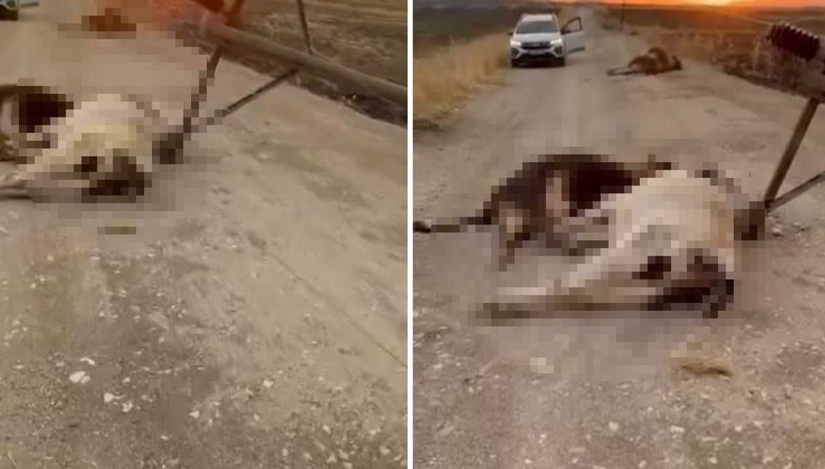Diyarbakır'da facia Diyarbakır'da facia