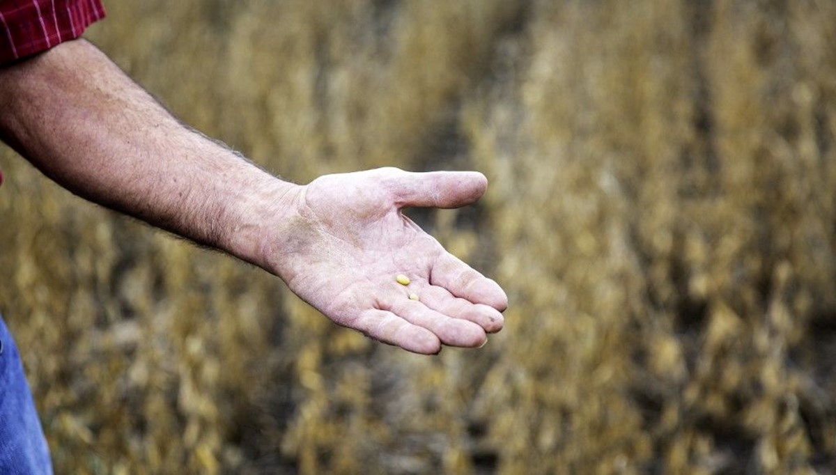 Genetiği değiştirilmiş soya fasulyesine izin